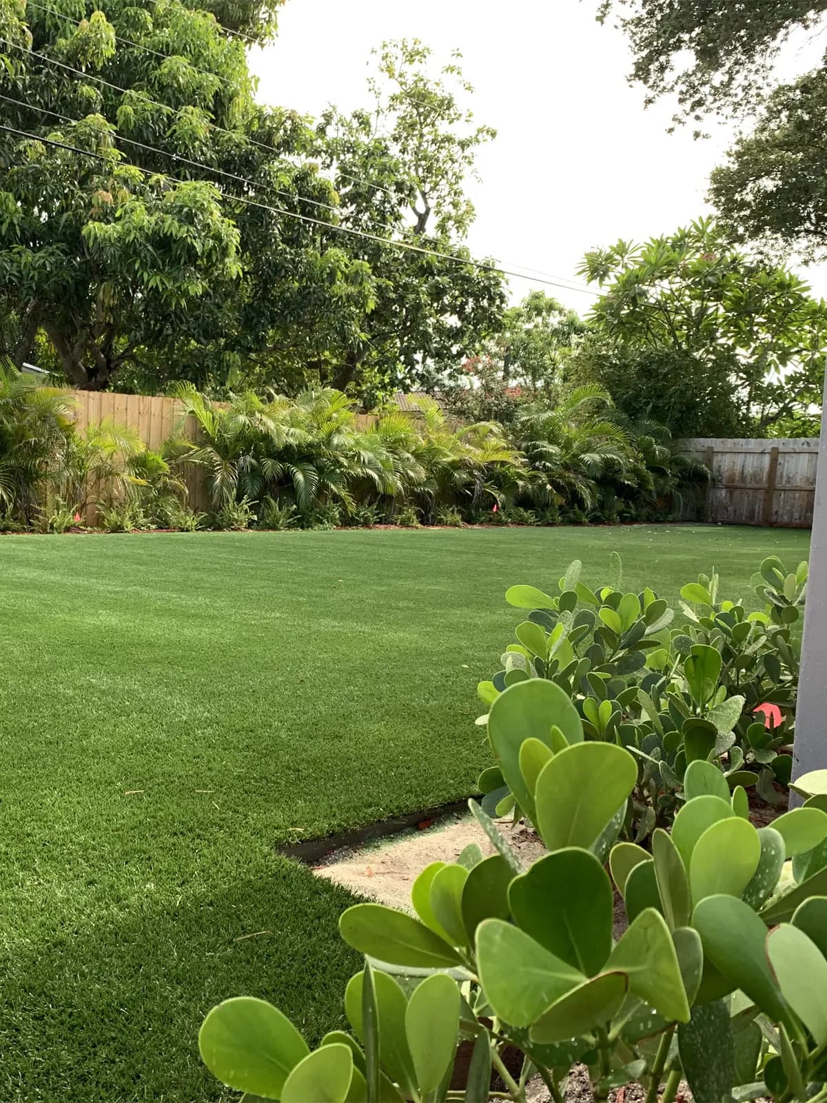 Backyard turf